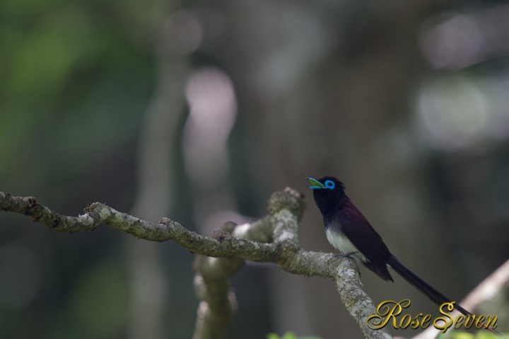 Japanese Paradise Flycatcher　サンコウチョウ