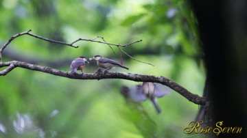 Varied tit　ヤマガラ