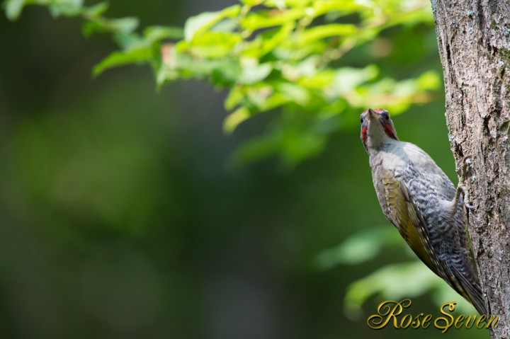 Japanese Green Woodpecker