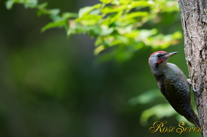 Japanese Green Woodpecker　アオゲラ