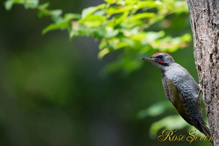 Japanese Green Woodpecker　アオゲラ