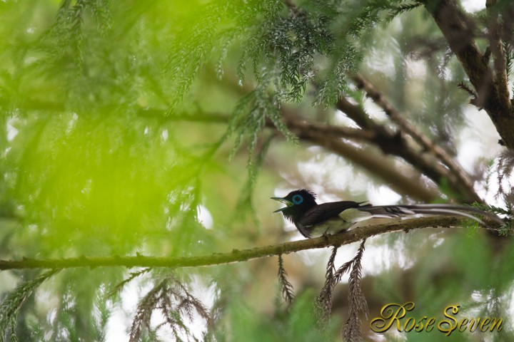 Japanese Paradise Flycatcher　サンコウチョウ