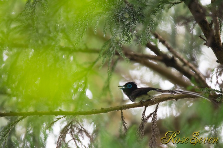 Japanese Paradise Flycatcher　サンコウチョウ