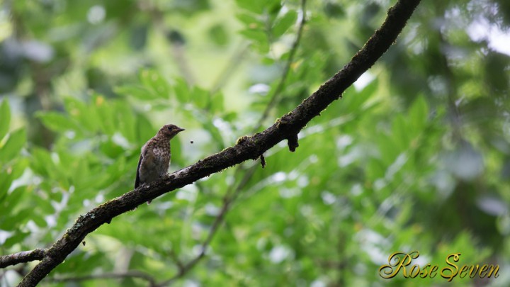 オオルリ幼鳥　Blue-and-White Flycatche（Young)