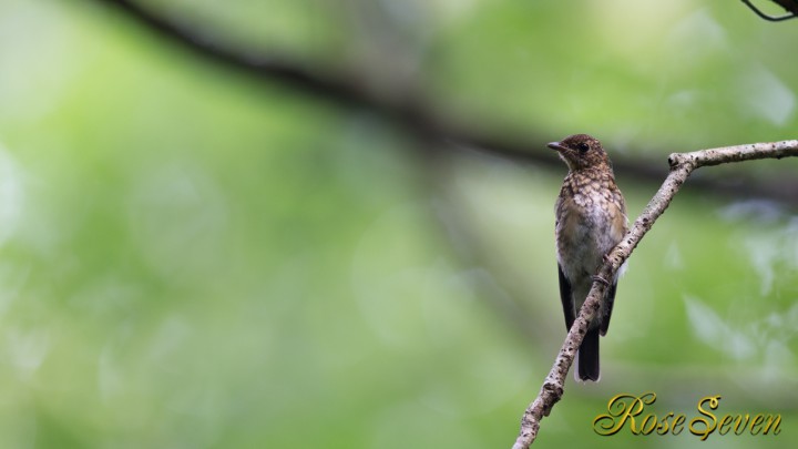 オオルリ幼鳥　Blue-and-White Flycatche（Young)