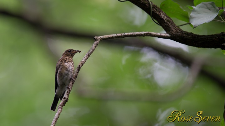 オオルリ幼鳥　Blue-and-White Flycatche（Young)