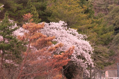 思い出の桜