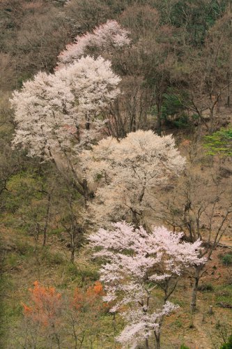 能勢方面