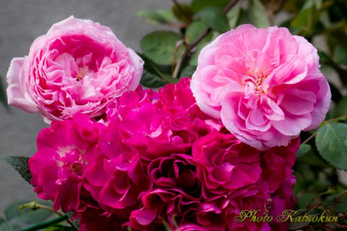 F & G Roses