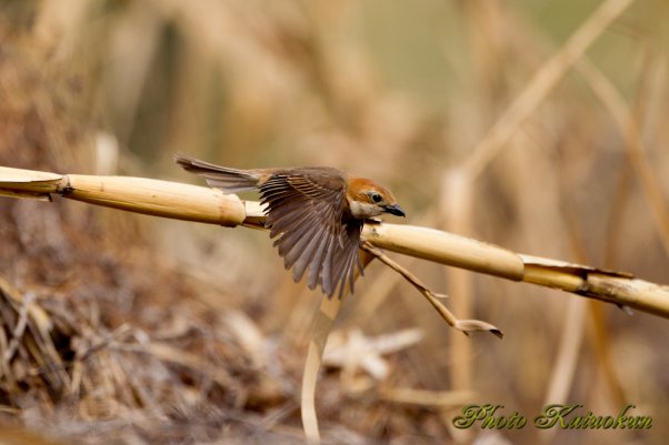 アバンギャルド