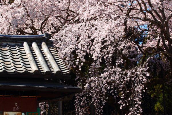 京都　桜　醍醐　丸山　祇園　2/2