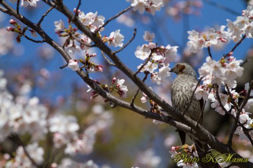 桜？