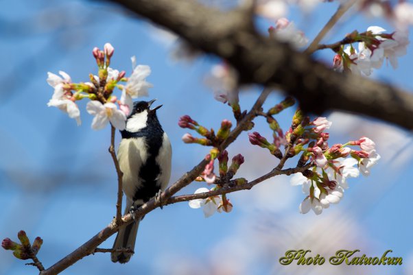 鳥桜　2