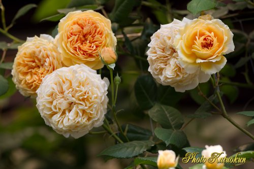 (ER) Crown Princess Margareta