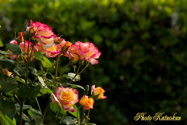 Rose of morning