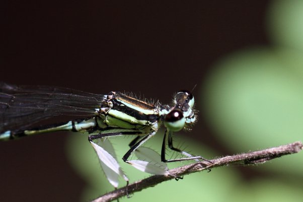 グンバイトンボ　Platycnemis foliacea sasakii　