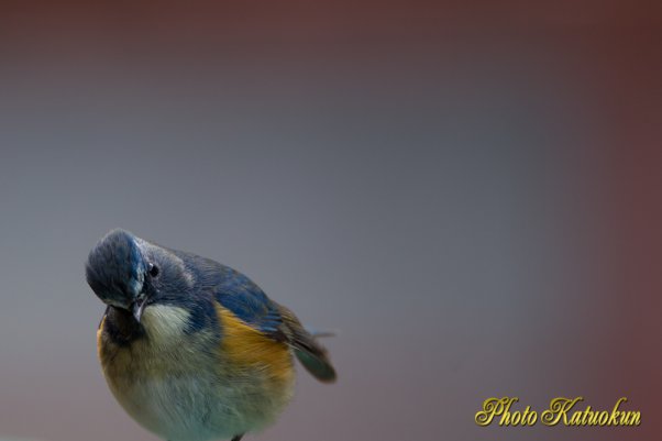 近場の探子鳥