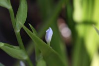 シャガ　蕾～開花