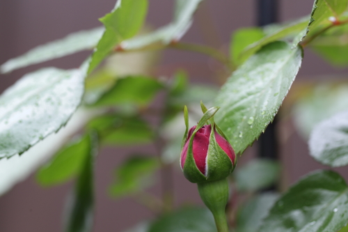 バラ　開花寸前