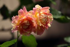 Delbard Roses