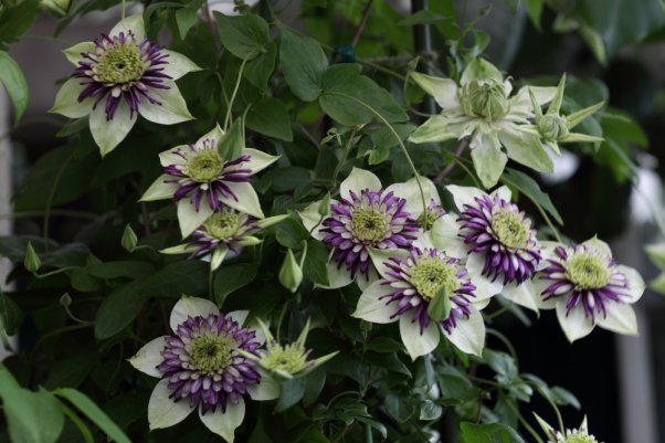 ビエネッタ　Bienetta (Clematis)