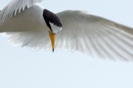 Little Tern　2012