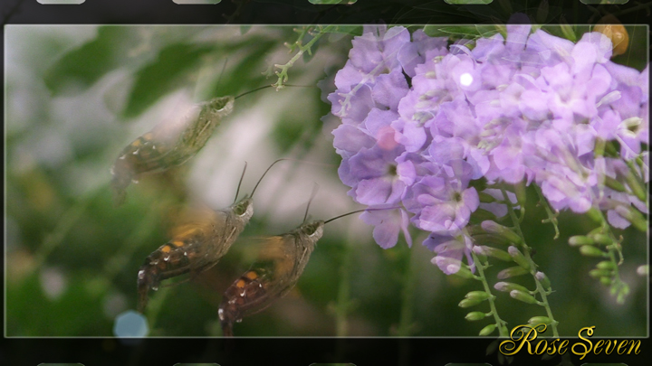 Macroglossum pyrrhosticta