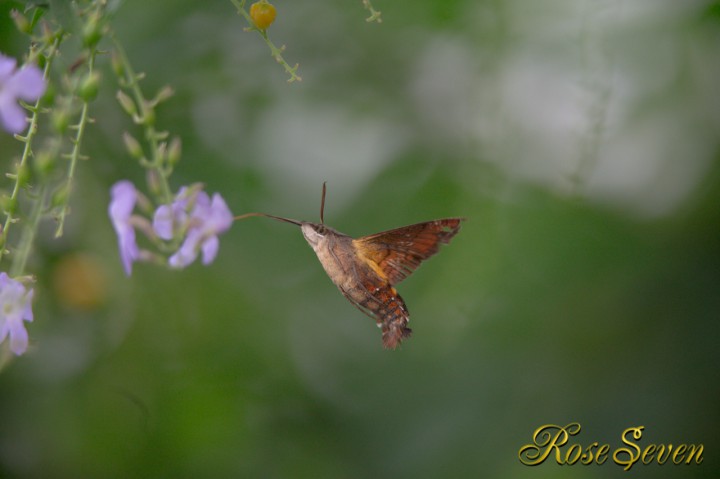 ホシホウジャク Hummingbird Hawk Moth 