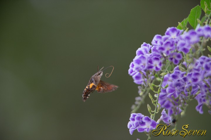 ホシホウジャク Hummingbird Hawk Moth