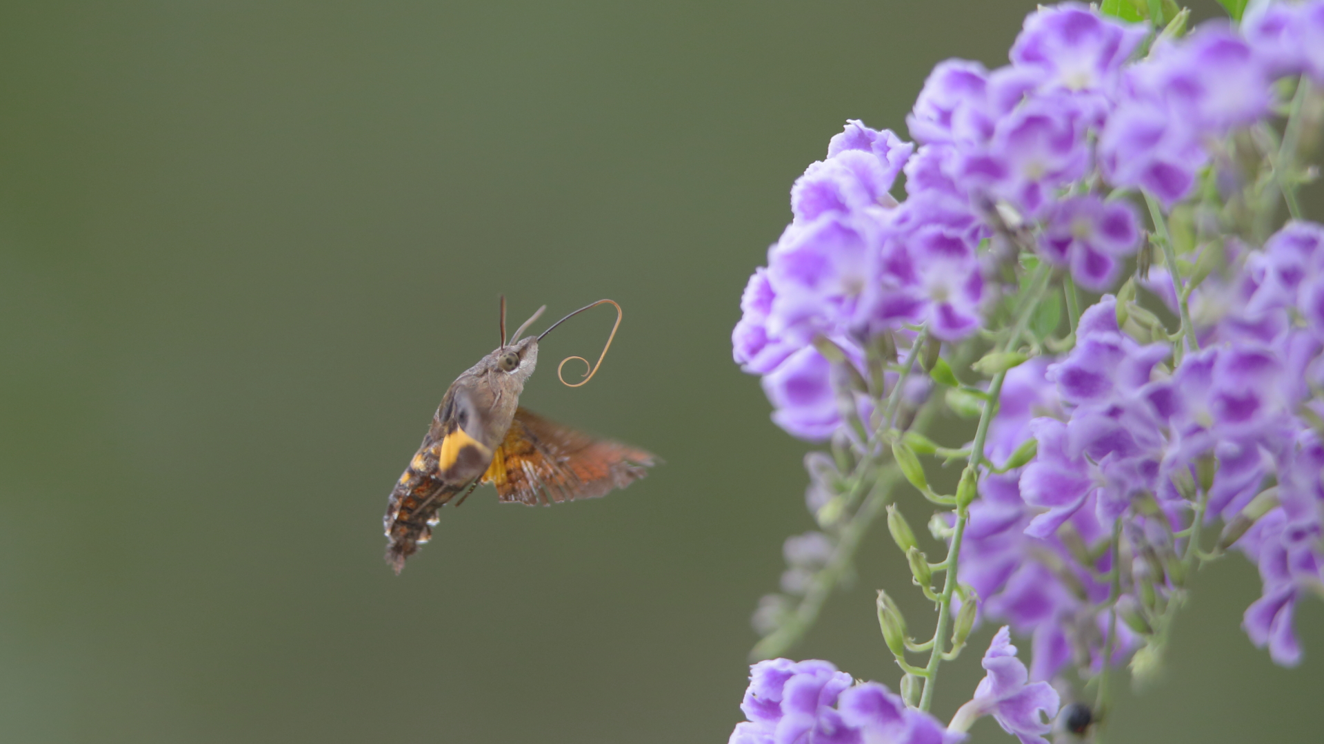 Hummingbird Hawk Moth