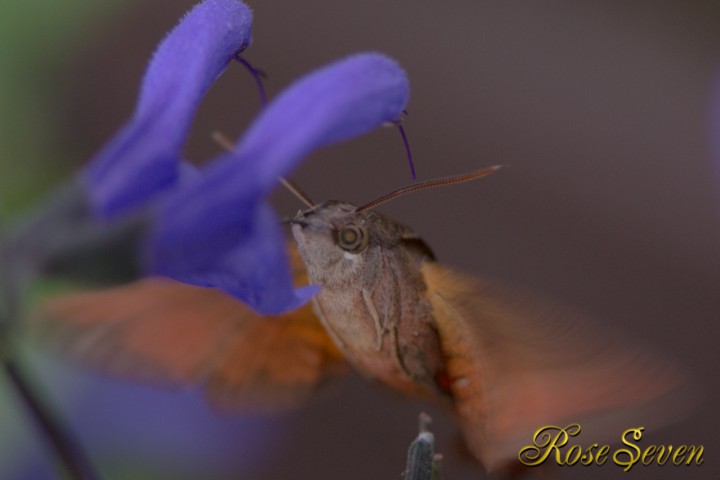 ホシホウジャク Hummingbird Hawk Moth
