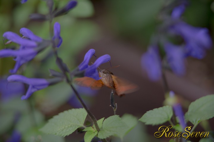 ホシホウジャク Hummingbird Hawk Moth