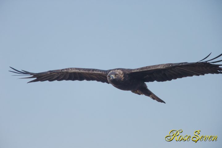 イヌワシ　Golden eagle