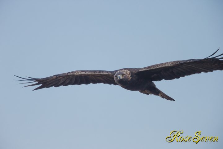 イヌワシ　Golden eagle