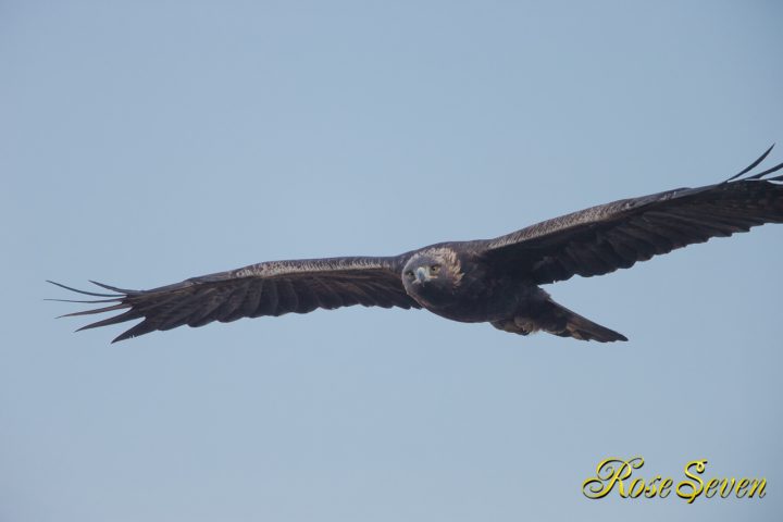 イヌワシ　Golden eagle