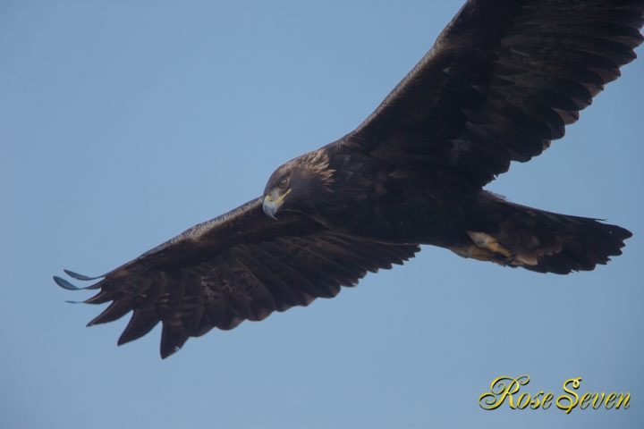 イヌワシ　Golden eagle 瞬膜