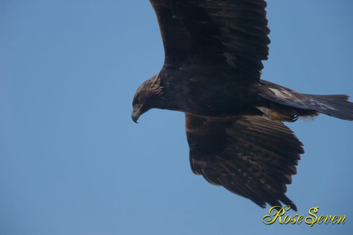 イヌワシ　Golden eagle