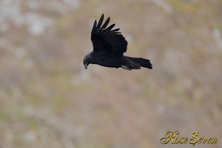 イヌワシ　Golden eagle