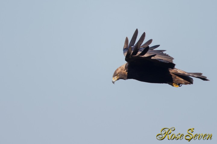 イヌワシ　瞬膜　Golden eagle　nictitating membrane