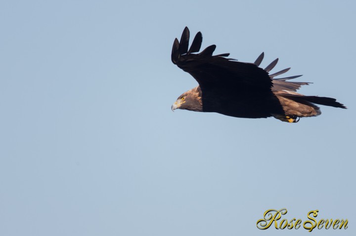 イヌワシ　Golden eagle