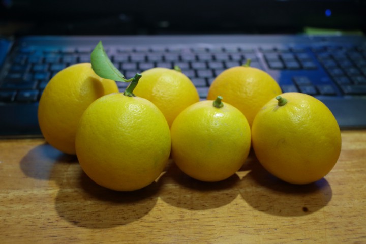 自家製レモン
