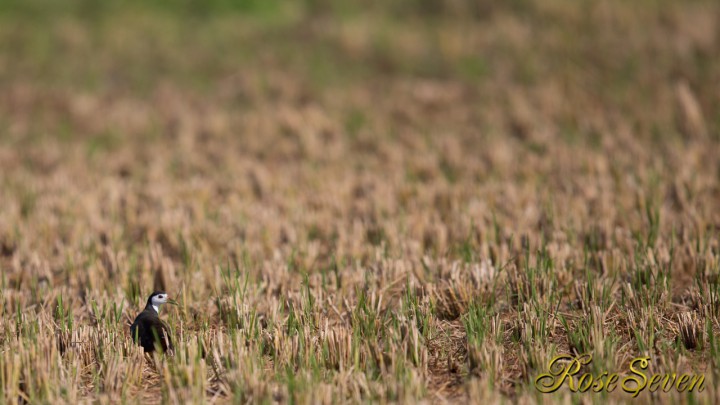 シロハラクイナ　White-Breasted Waterhen