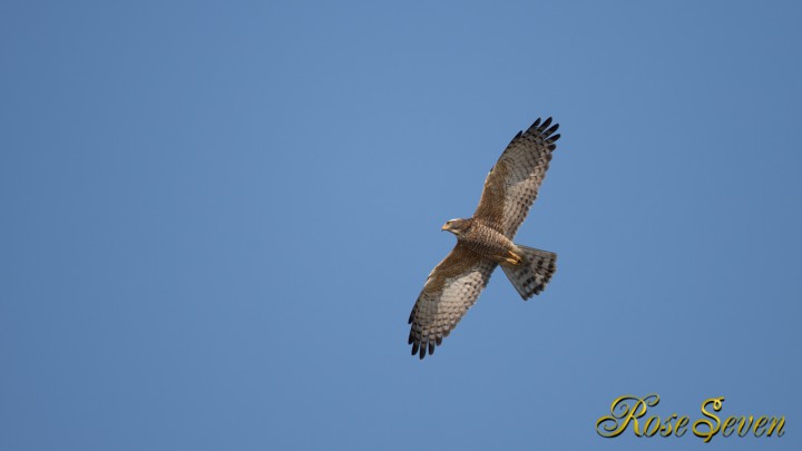 サシバ　Grey-faced buzzard