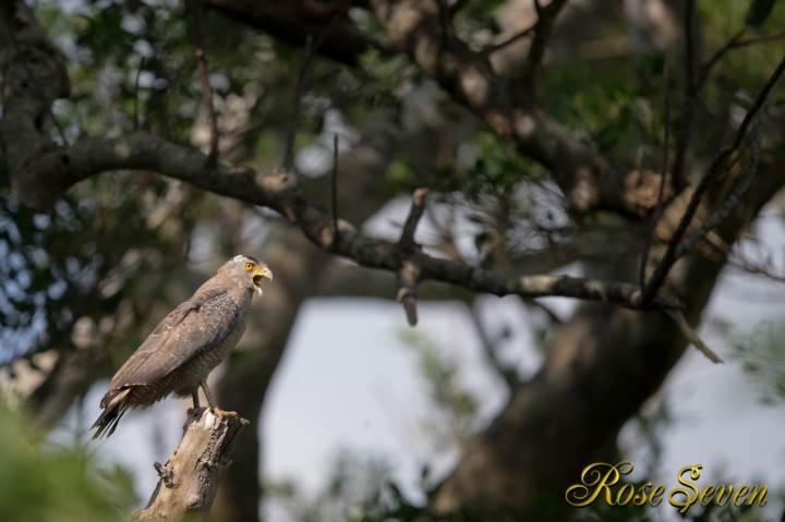 カンムリワシ　Crested serpent eagle