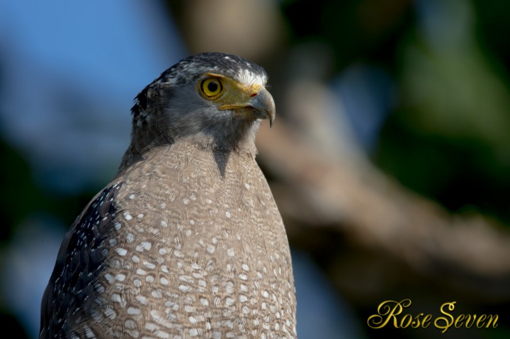 カンムリワシ　Crested serpent eagle