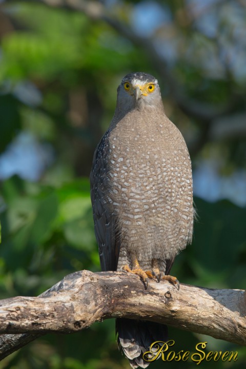 カンムリワシ　Crested serpent eagle