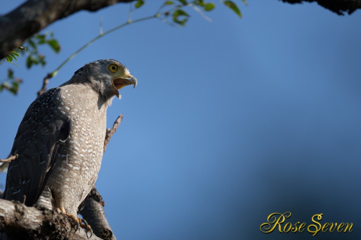 カンムリワシ　Crested serpent eagle