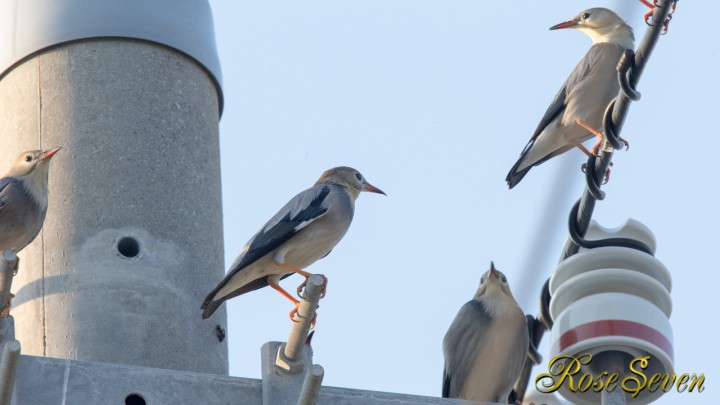 ギンムクドリ　Red-billed Starling