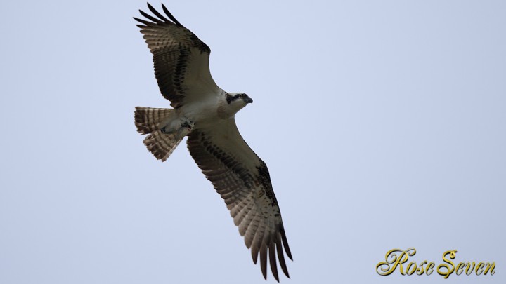 ミサゴ　Osprey