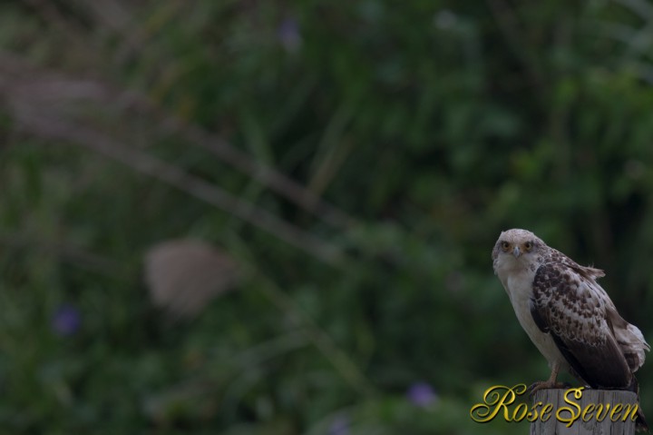 Crested serpent eagle